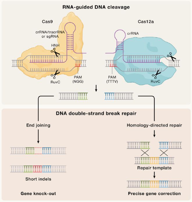 Cell｜CRISPR基因編輯技術(shù)的過去、現(xiàn)在和未來(圖2)