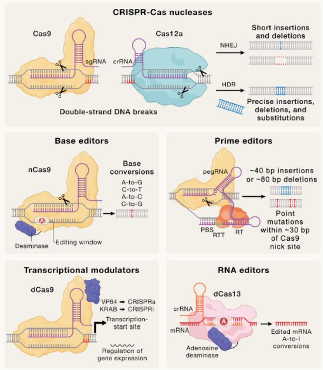 Cell｜CRISPR基因編輯技術(shù)的過去、現(xiàn)在和未來(圖4)