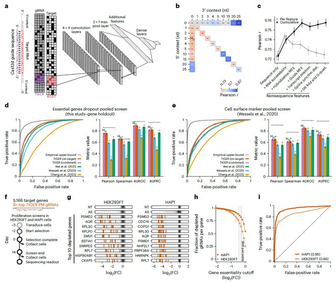 Nature子刊：用AI預(yù)測CRISPR基因編輯活性實現(xiàn)對基因表達水平的精準調(diào)控(圖2)